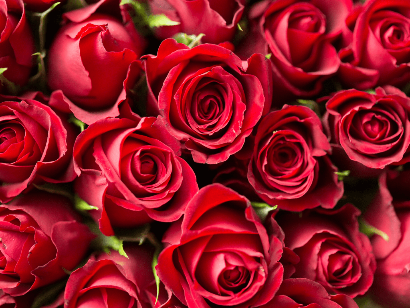 A close up of red roses in the bouquet